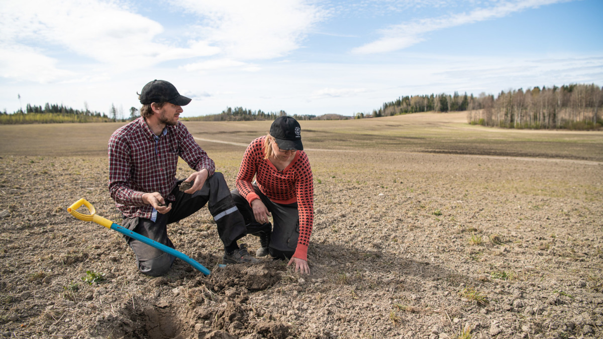 Viljelijät Patrick Nyström ja Sirkku Puumala 
kaivavat peltomaata.