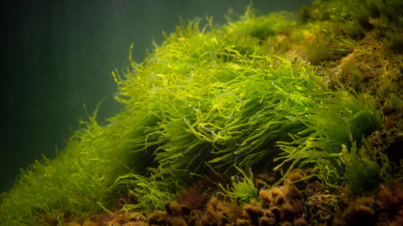 Vesikasveja veden pinnan alta kuvattuna