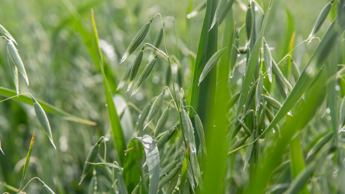 Vihreää kasvustoa pellolla