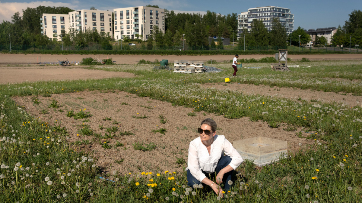 Anna-Liisa Laine Viikon peltojen tutkimusasetelmilla