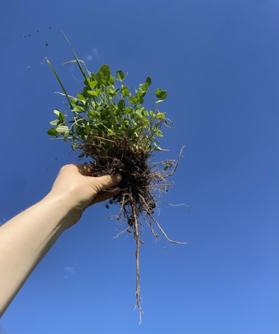 Kasvi juurineen ilmassa