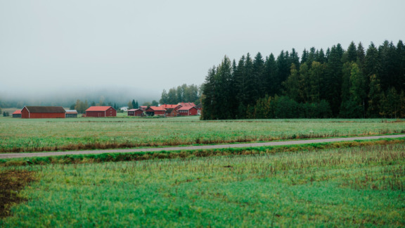 Peltomaisema uudistavan viljelyn tilalta